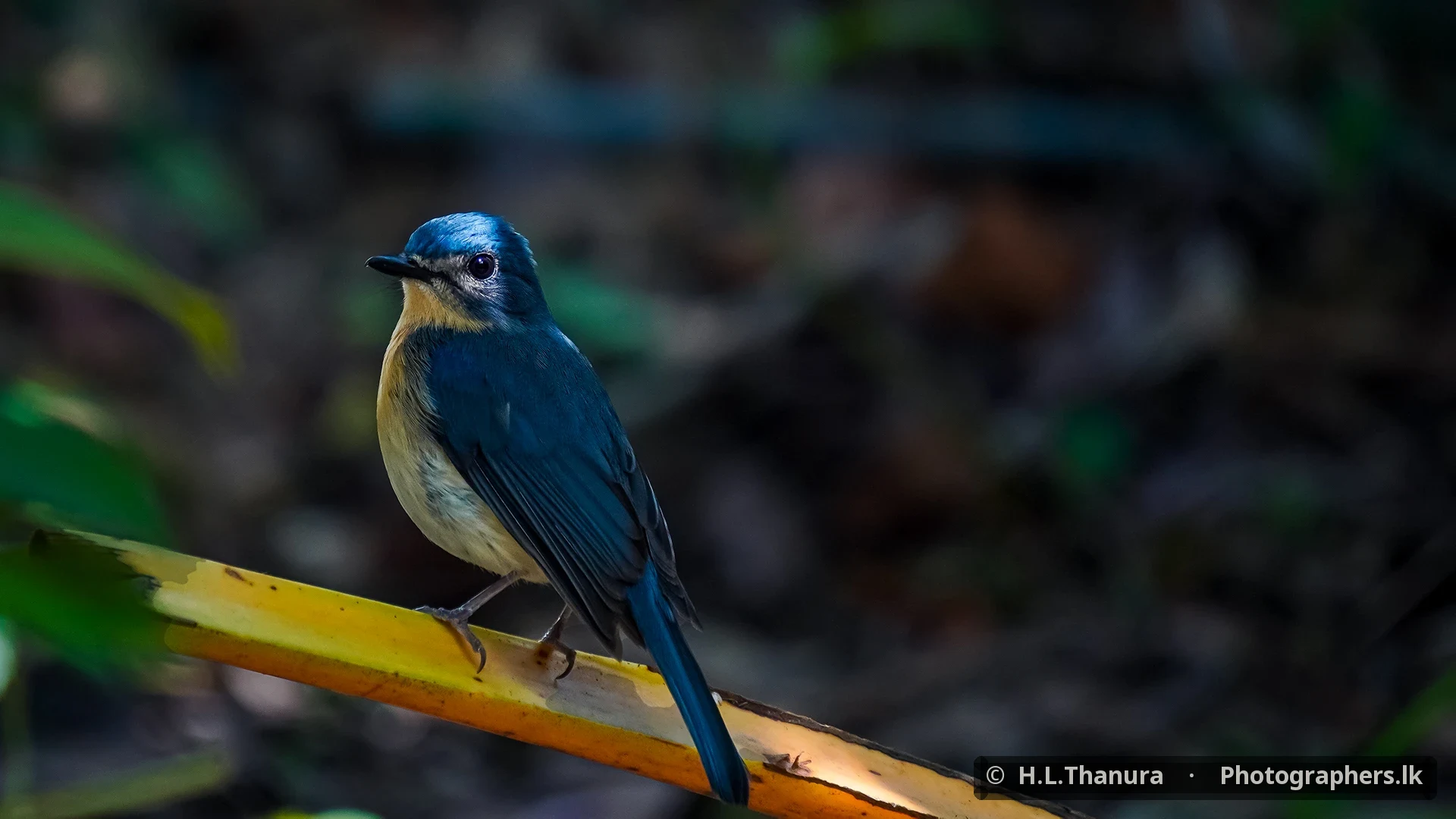 The Blue Observer by H.L.Thanura