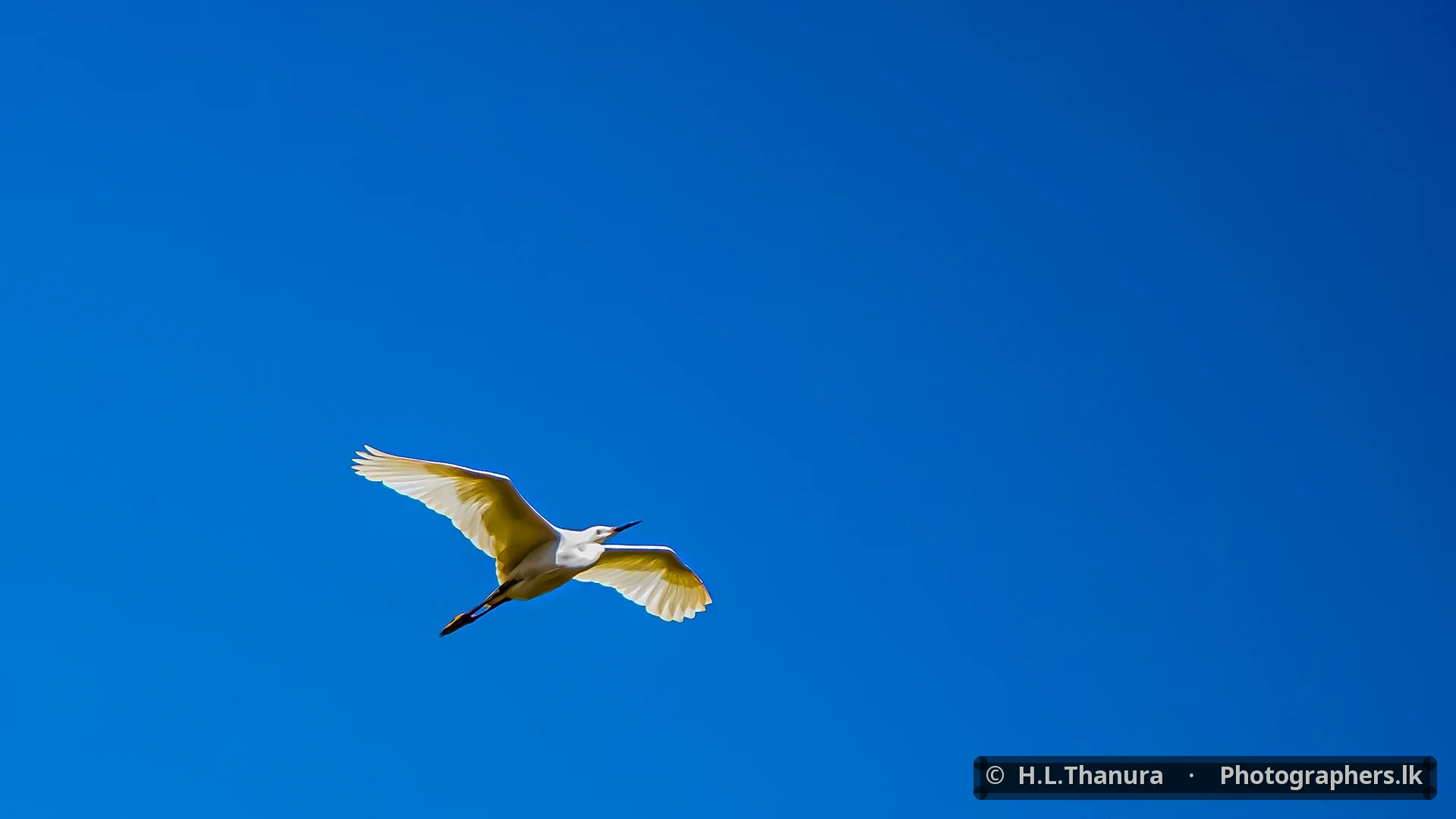 The One by H.L.Thanura