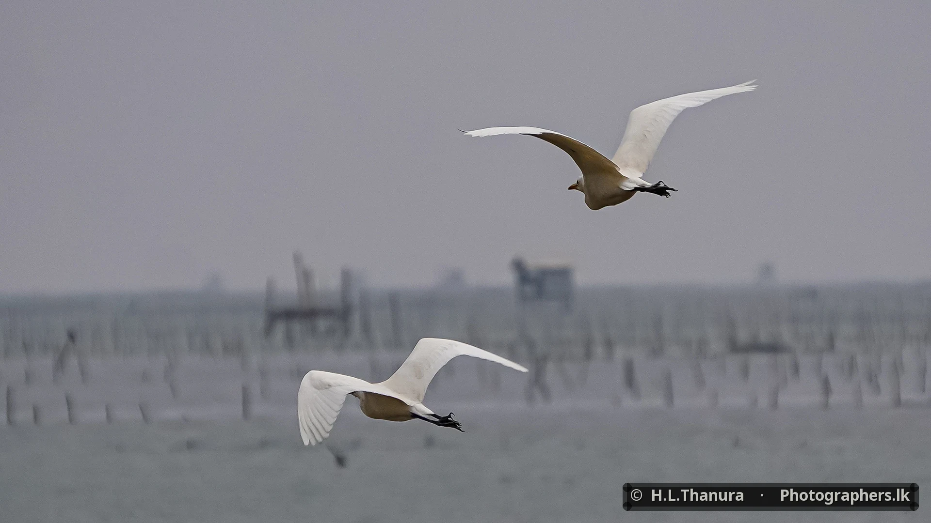 Together by H.L.Thanura
