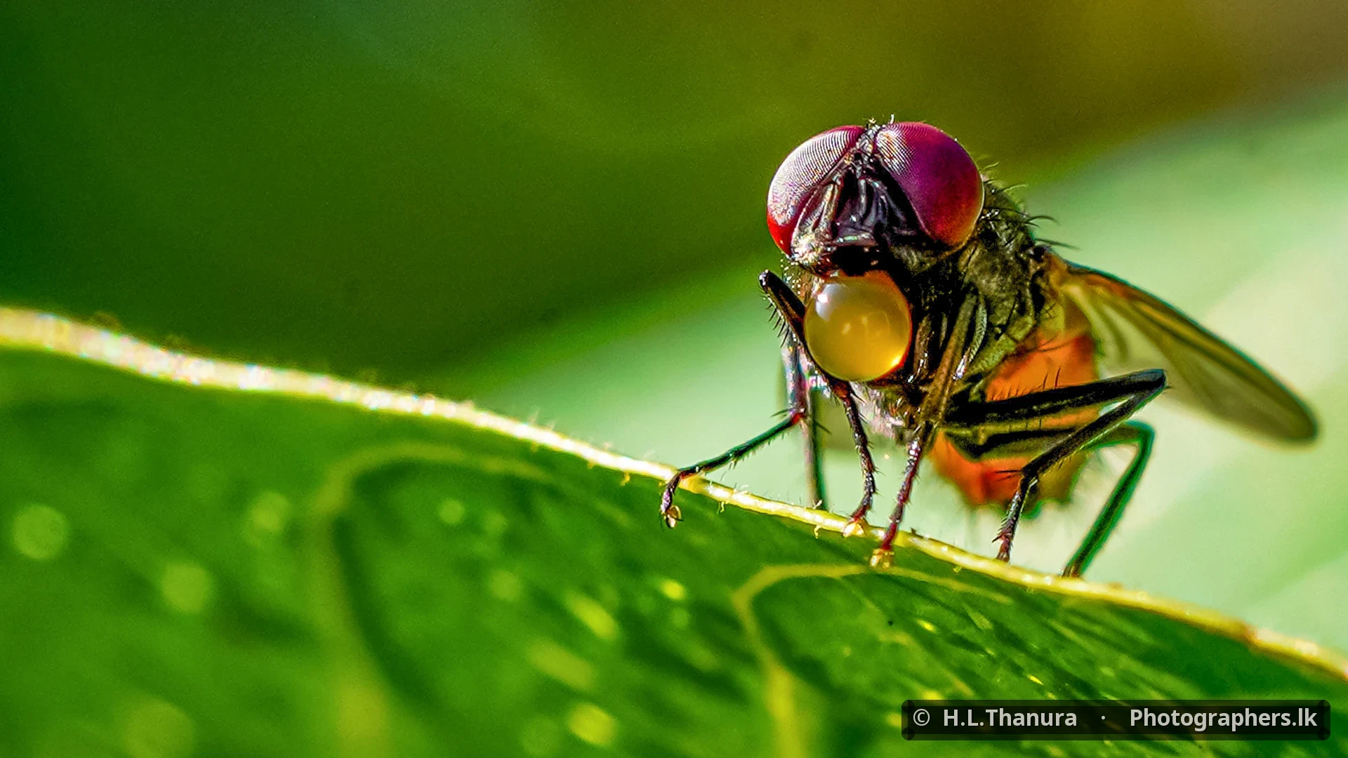 Nature at Work by H.L.Thanura