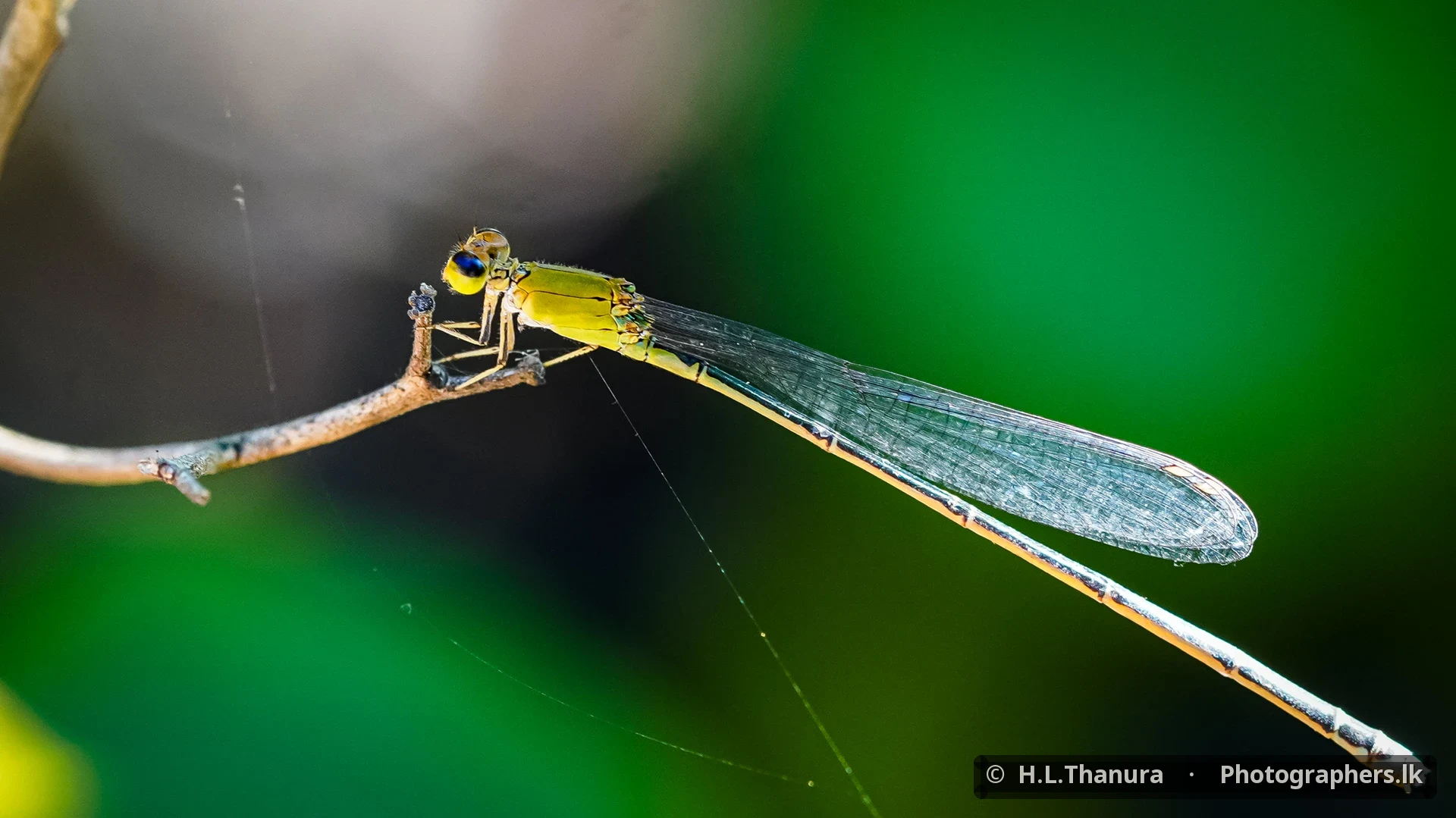 Delicate Balance by H.L.Thanura