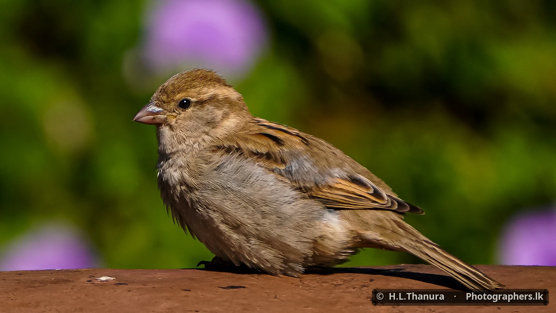 A Moment of Rest by H.L.Thanura