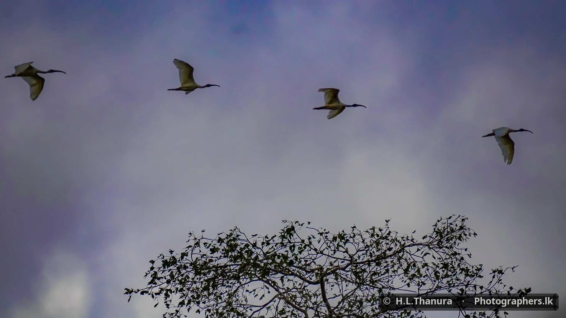 Wings Across the Sky by H.L.Thanura