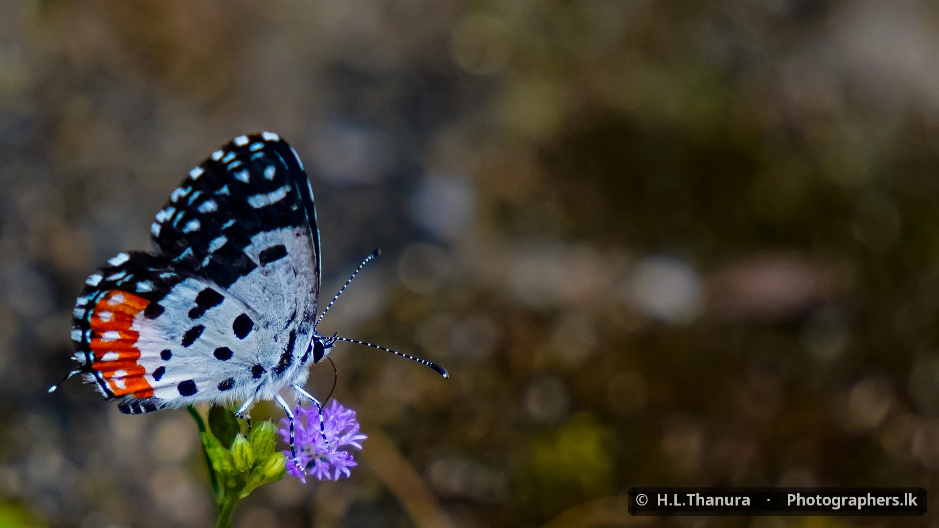A Moment of Colour by H.L.Thanura