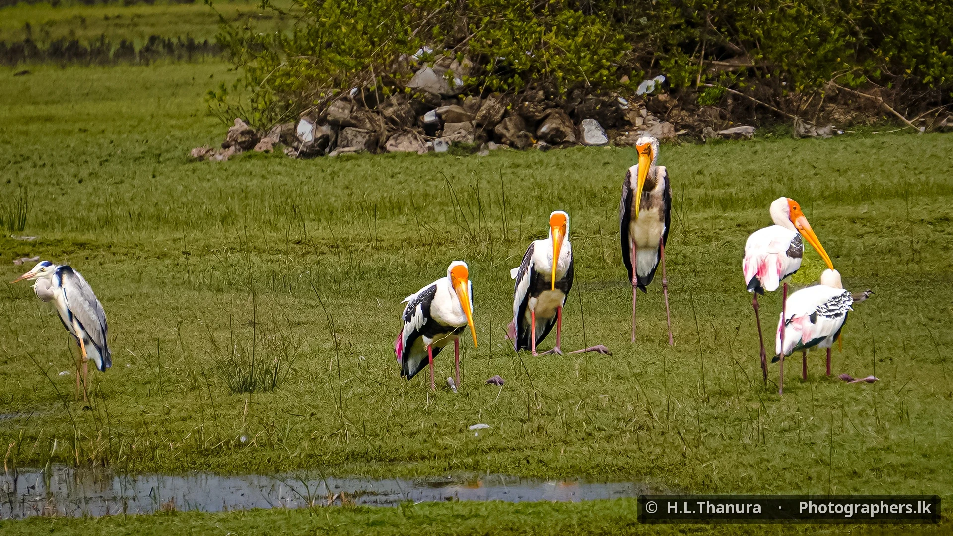 Morning Gathering by H.L.Thanura