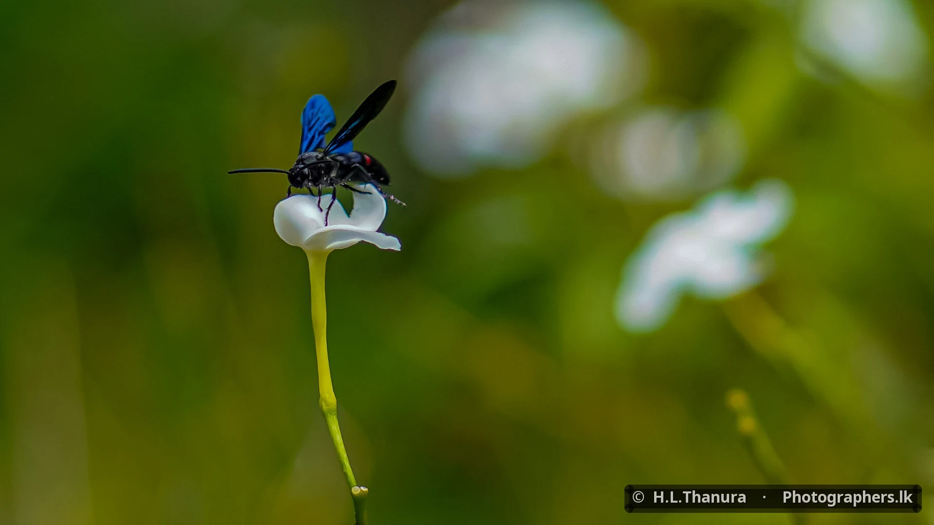 The Blue Visitor by H.L.Thanura